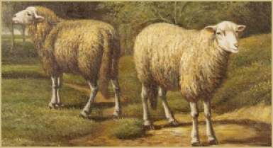 Natural and sustainable wool