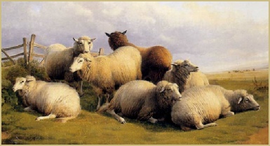 Sheep of many colours