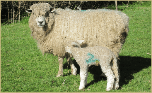 A Cotswold sheep and lamb: once the backbone of agriclture in the Cotswolds