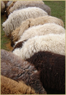 Naturally coloured sheep have naturally coloured wool!