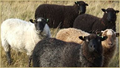 Naturally coloured sheep may safely graze