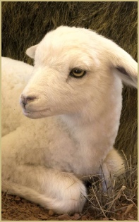 Cotswold Woollen Weavers' Softest Lambswool