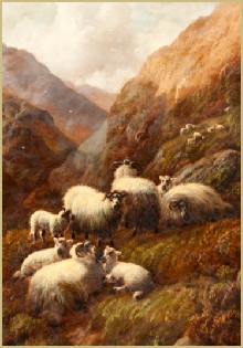 Sheep in the hills